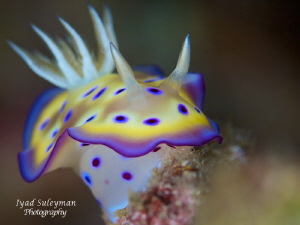 Chromodoris kune! by Iyad Suleyman 